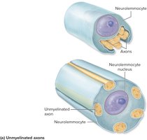 Unmyelinated axons in PNS and CNS