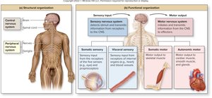 Functional organization of the nervous system