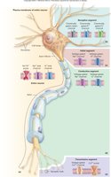 Distribution of pumps and channels in neuron segments