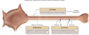 Neurons and Ohm's Law