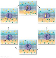 Primary active transport: Na+/K+ pump cycle