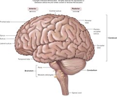 Lateral view of the brain showing major regions
