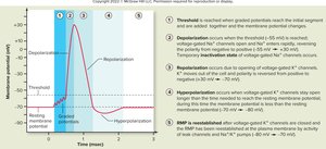 Events of an action potential