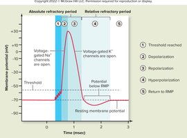 Refractory periods graph