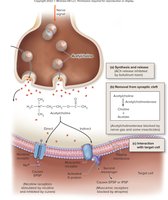 Acetylcholine release and removal from synaptic cleft