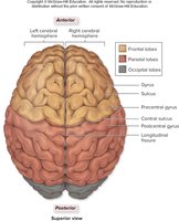Superior view of the cerebral hemispheres and lobes