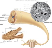 Structure of a nerve and ganglion