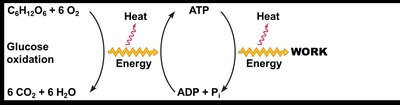 Exergonic-Endergonic Coupling