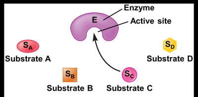 Induced-Fit Model