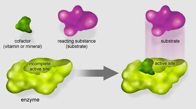 Cofactors in Enzyme Activity
