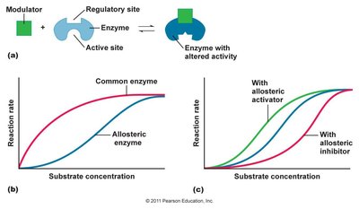 Allosteric Regulation