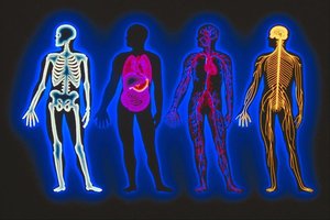 Anatomy & Physiology Study Guide: Key Concepts & Systems | Notes