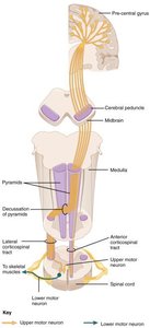 Diagram of the corticospinal tract and motor pathways
