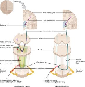 Diagram of sensory pathways showing dorsal column and spinothalamic tracts