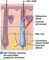 Hair follicle structure with associated accessory structures
