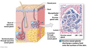 Sweat glands: eccrine and apocrine gland structure