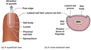 Structure of the nail and cross-section of fingertip