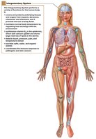 Integration of the integumentary system with other body systems
