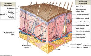 Cross-section of skin showing epidermis, dermis, subcutaneous layer, and accessory structures