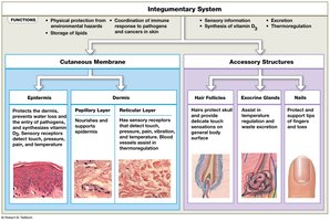 Diagram of the integumentary system showing cutaneous membrane and accessory structures