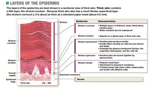 Layers of the epidermis in thick skin