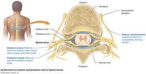 Structure of anterior and posterior rami of spinal nerves