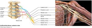 Brachial plexus, anterior view