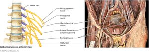 Lumbar plexus, anterior view