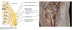 Sacral plexus, posterior view