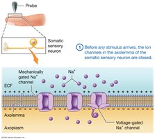 Sensory transduction, step 1
