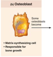 Osteoblast