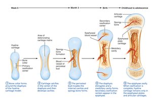 Endochondral ossification in a long bone