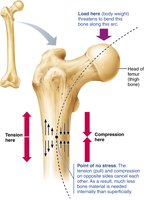 Bone anatomy and bending stress
