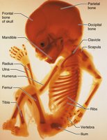 Fetal primary ossification centers at 12 weeks