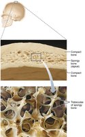 Structure of a flat bone