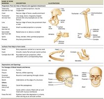 Bone markings table