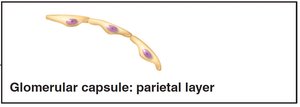 Glomerular capsule: parietal layer