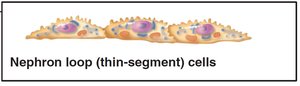 Nephron loop (thin-segment) cells