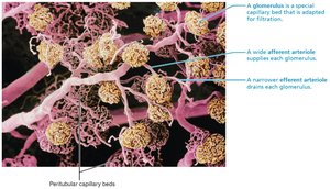 Blood vessels of the renal cortex