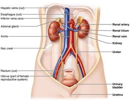 Diagram of the urinary system