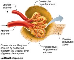 Filtration membrane structure