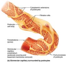Filtration membrane with podocytes