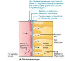 Filtration membrane diagram