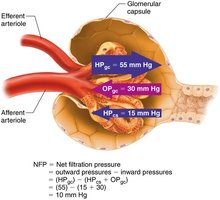 Forces determining net filtration pressure (NFP)