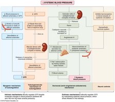 Regulation of glomerular filtration rate (GFR) in the kidneys