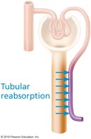 Tubular reabsorption