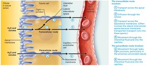 Tubular reabsorption occurs by transcellular and paracellular routes