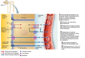 Tubular reabsorption of water and nutrients uses active and passive transport