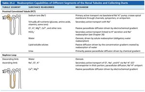 Reabsorption Capabilities of Different Segments of the Renal Tubules and Collecting Ducts