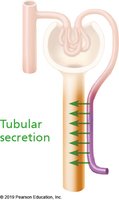 Tubular secretion